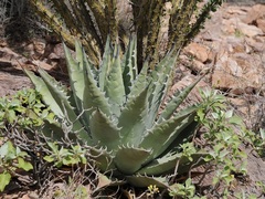 Agave simplex