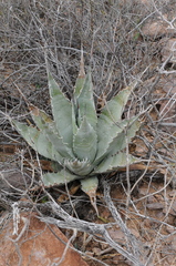Agave simplex