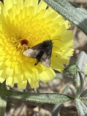 Heliothodes diminutiva