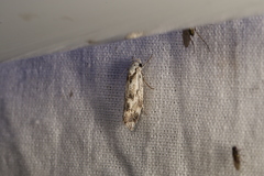 Lichenaula onychotypa