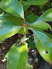 Nipponobuprestis amabilis