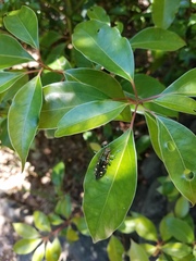 Nipponobuprestis amabilis