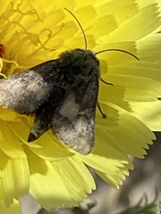Heliothodes diminutiva