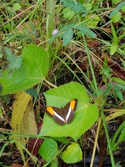 Adelpha cytherea cytherea