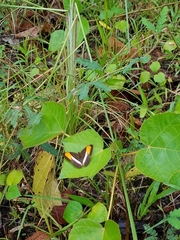 Adelpha cytherea cytherea