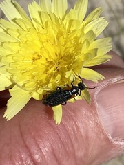 Eupompha elegans