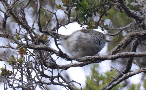 Tasmanian Thornbill (Acanthiza ewingii), photo 2