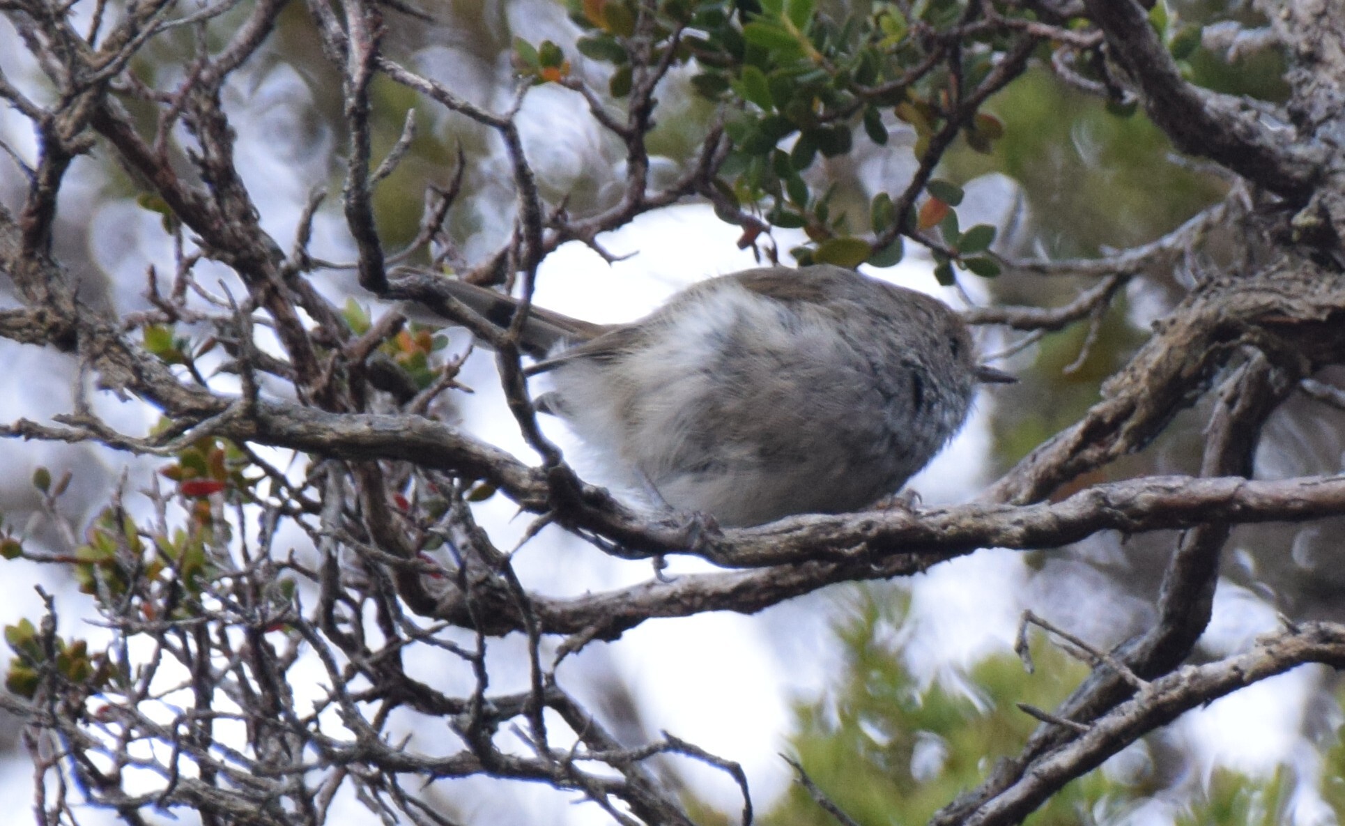 Tasmanian Thornbill (Acanthiza ewingii), photo 2