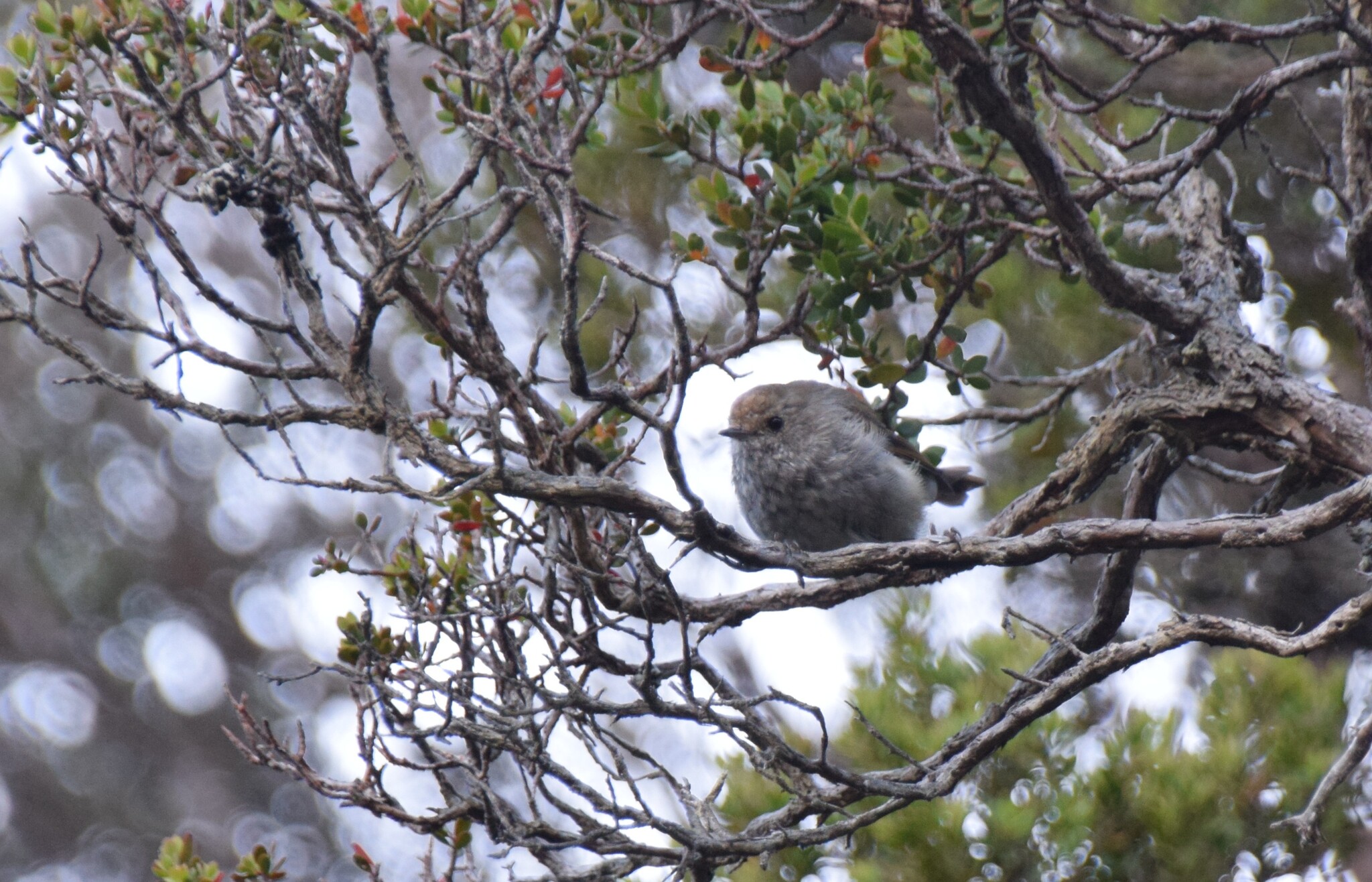 Tasmanian Thornbill (Acanthiza ewingii), photo 1