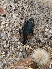 Eupompha elegans