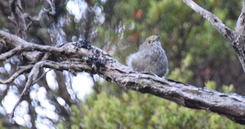 Tasmanian Thornbill (Acanthiza ewingii), photo 8