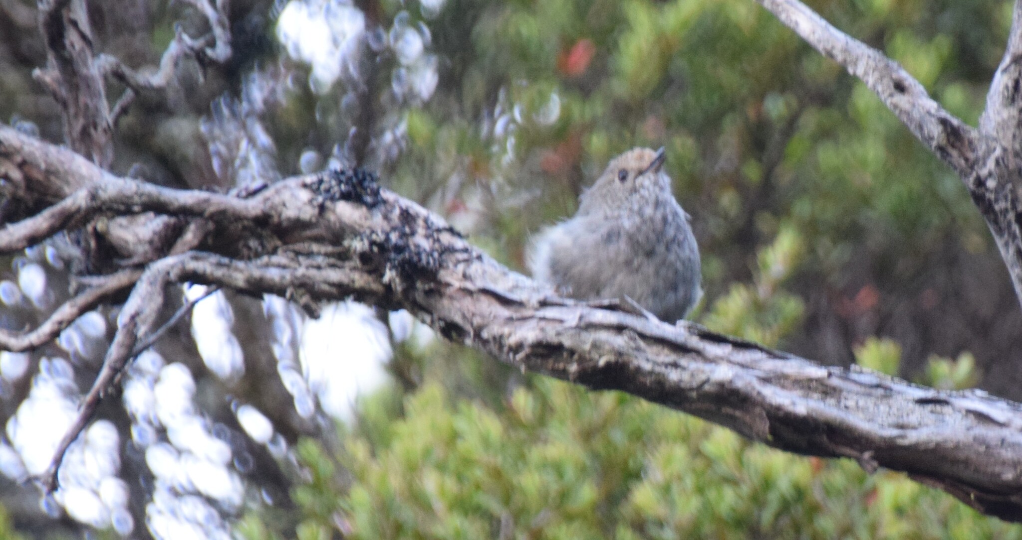 Tasmanian Thornbill (Acanthiza ewingii), photo 4