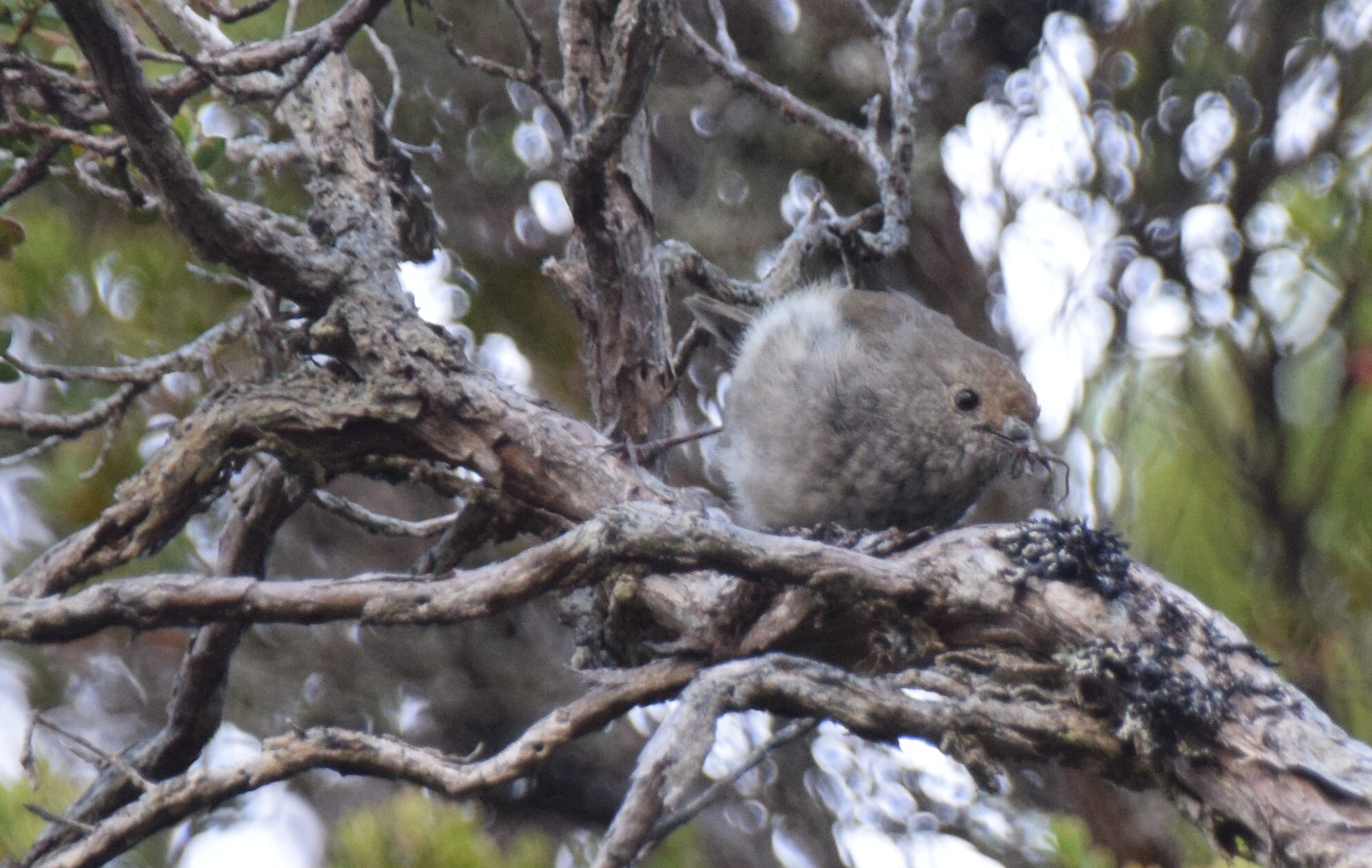 Tasmanian Thornbill (Acanthiza ewingii), photo 3