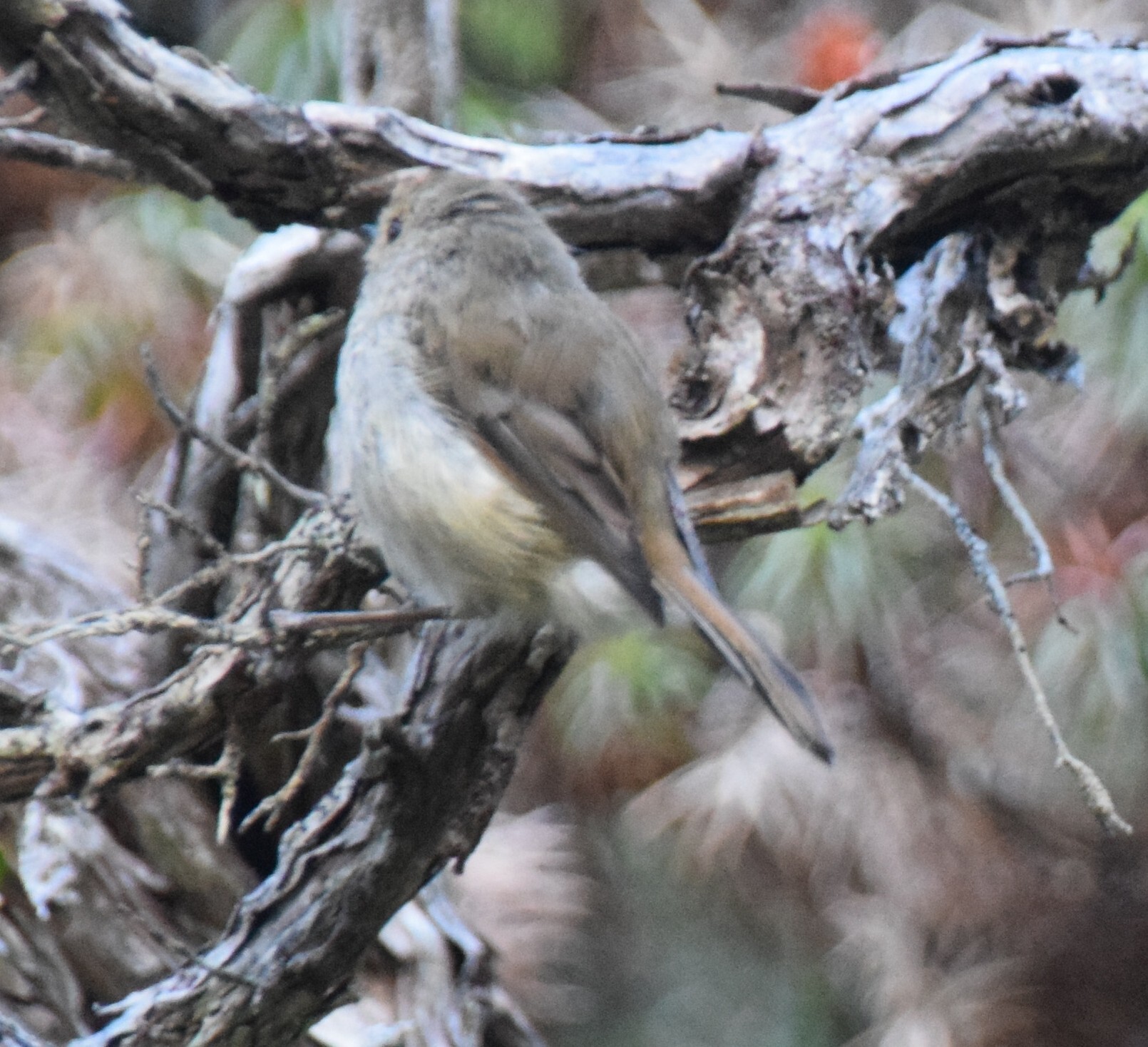 Tasmanian Thornbill (Acanthiza ewingii), photo 5