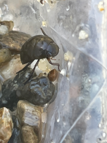 Tropisternus affinis