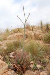 Aloe pretoriensis