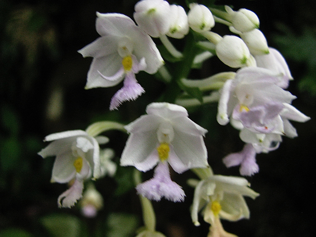 Calanthe lacerata