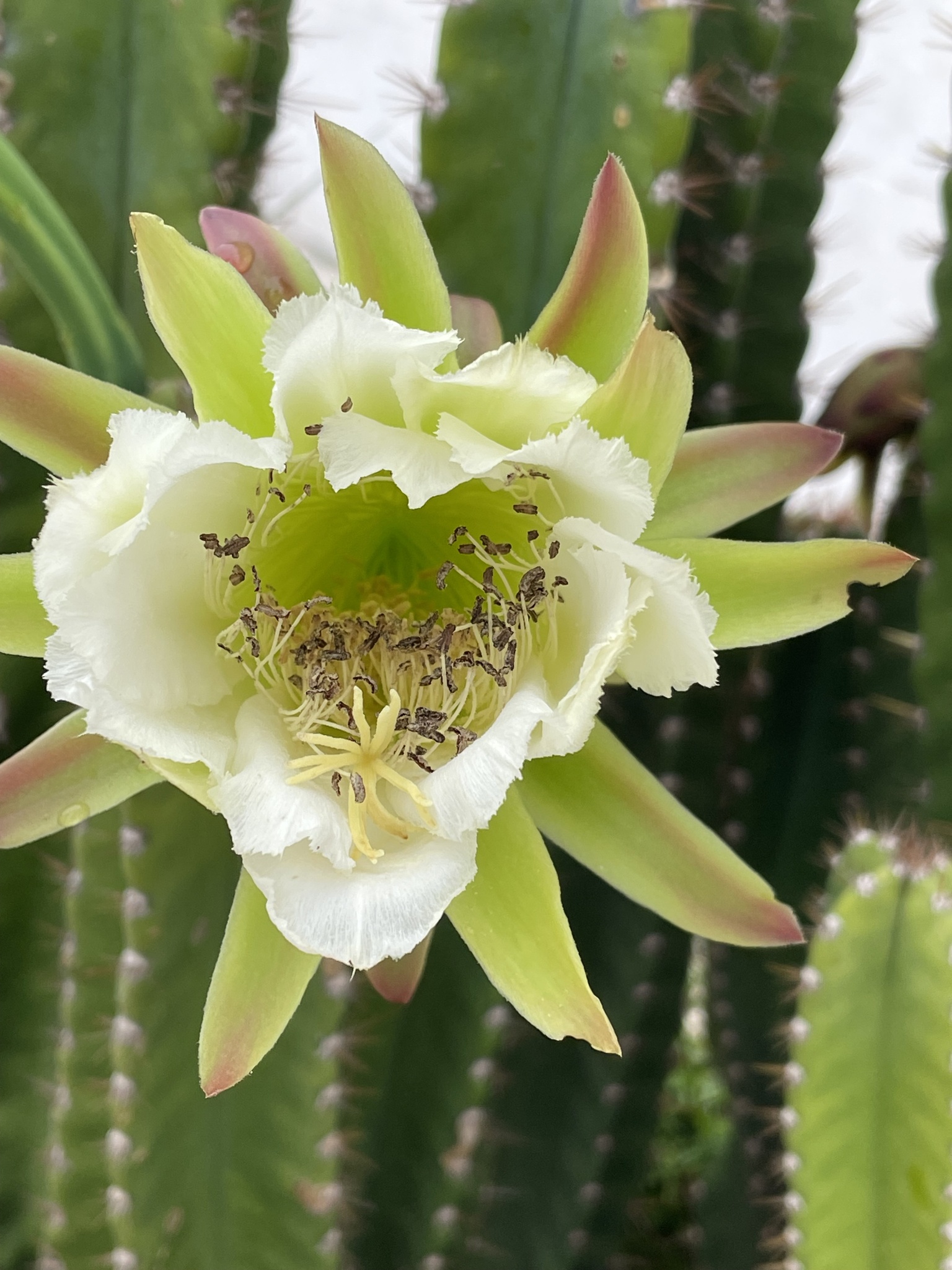 Cereus hexagonus