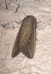 Leucania subpunctata