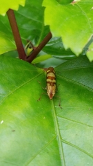 Raphirhinus phosphoreus