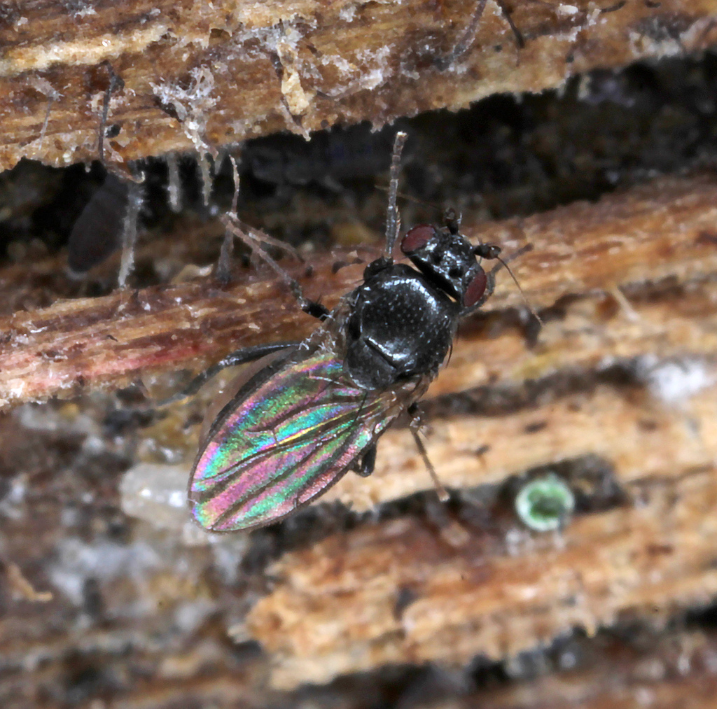 Fly