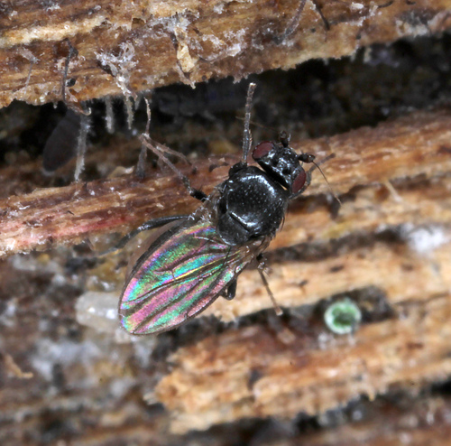 Fly