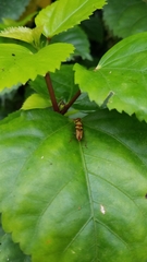 Raphirhinus phosphoreus