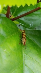 Raphirhinus phosphoreus