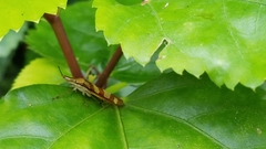 Raphirhinus phosphoreus