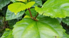 Raphirhinus phosphoreus