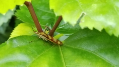 Raphirhinus phosphoreus