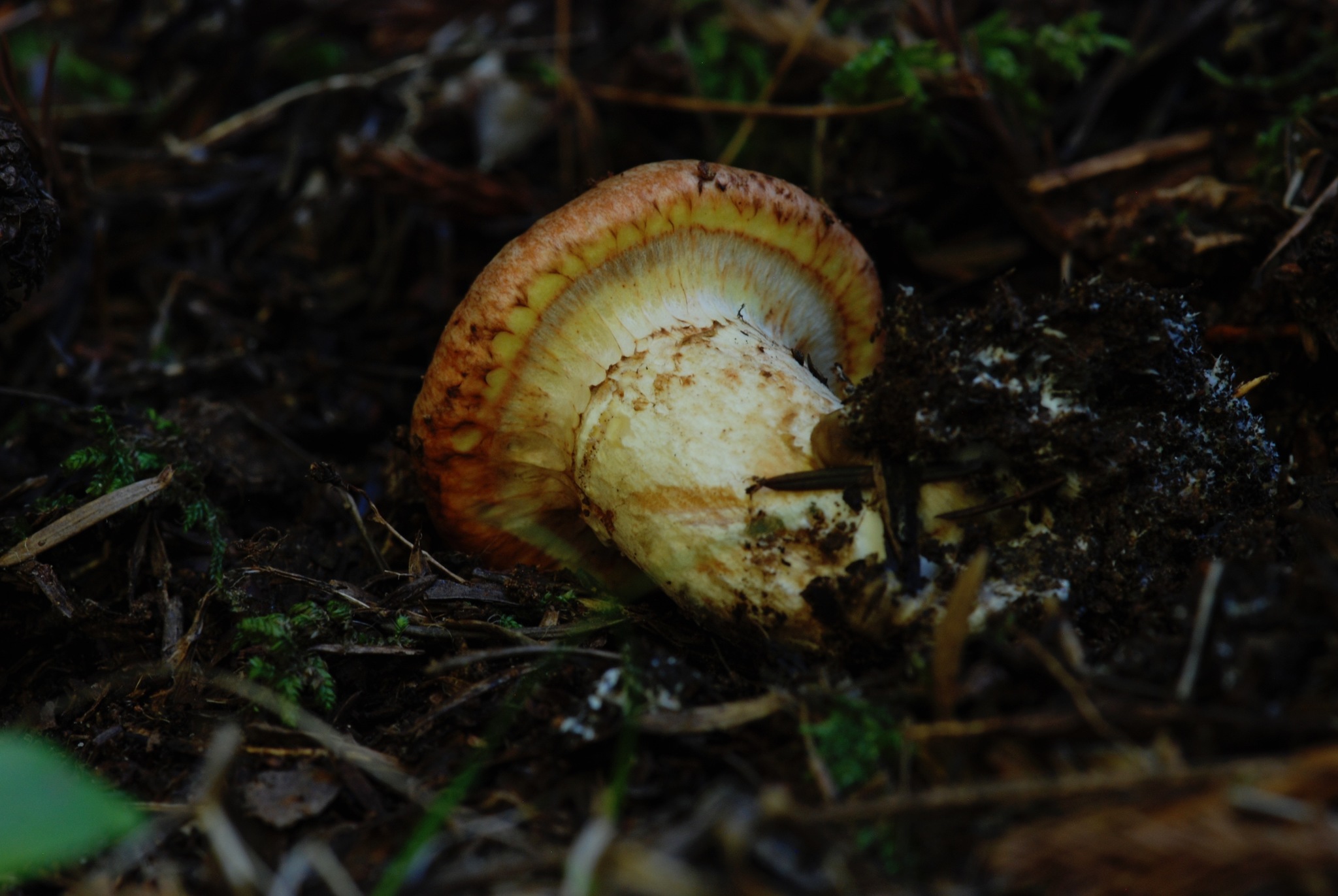 Suillus caerulescens image