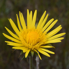 Berkheya decurrens
