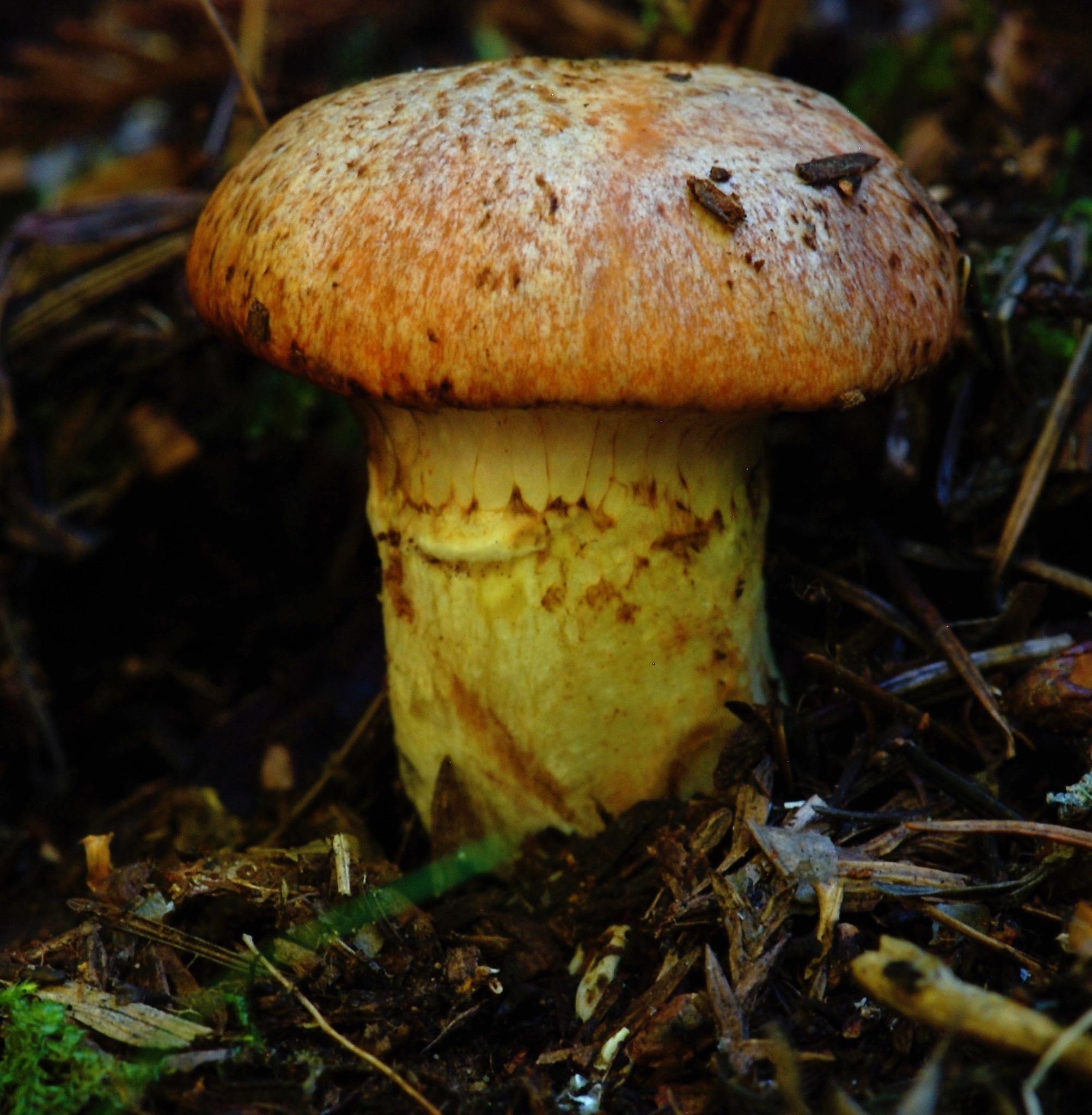 Suillus caerulescens image