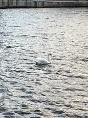 Cygnus olor