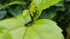 Raphirhinus phosphoreus