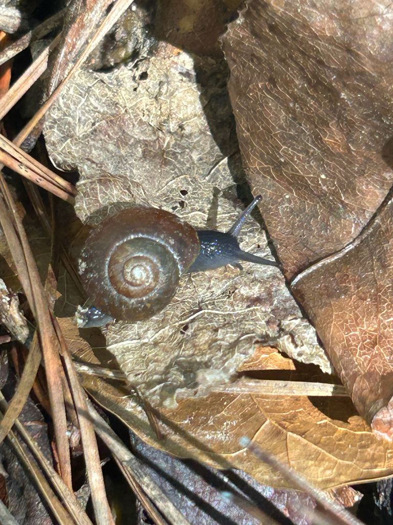 Button Snails from Bush, LA, US on March 12, 2026 at 12:31 PM by ...