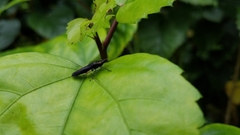 Raphirhinus phosphoreus