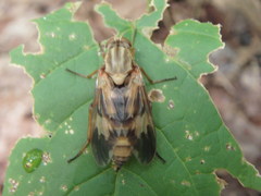 Arthropeas americana