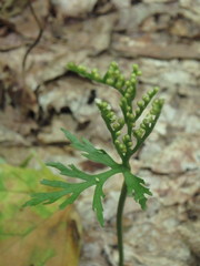 Botrychium angustisegmentum