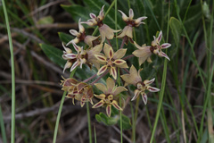 Asclepias crispa