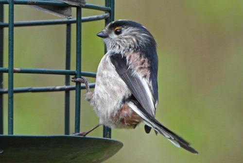 Mito común (Aegithalos caudatus)