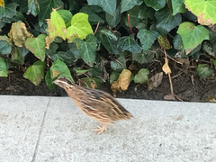 Coturnix japonica