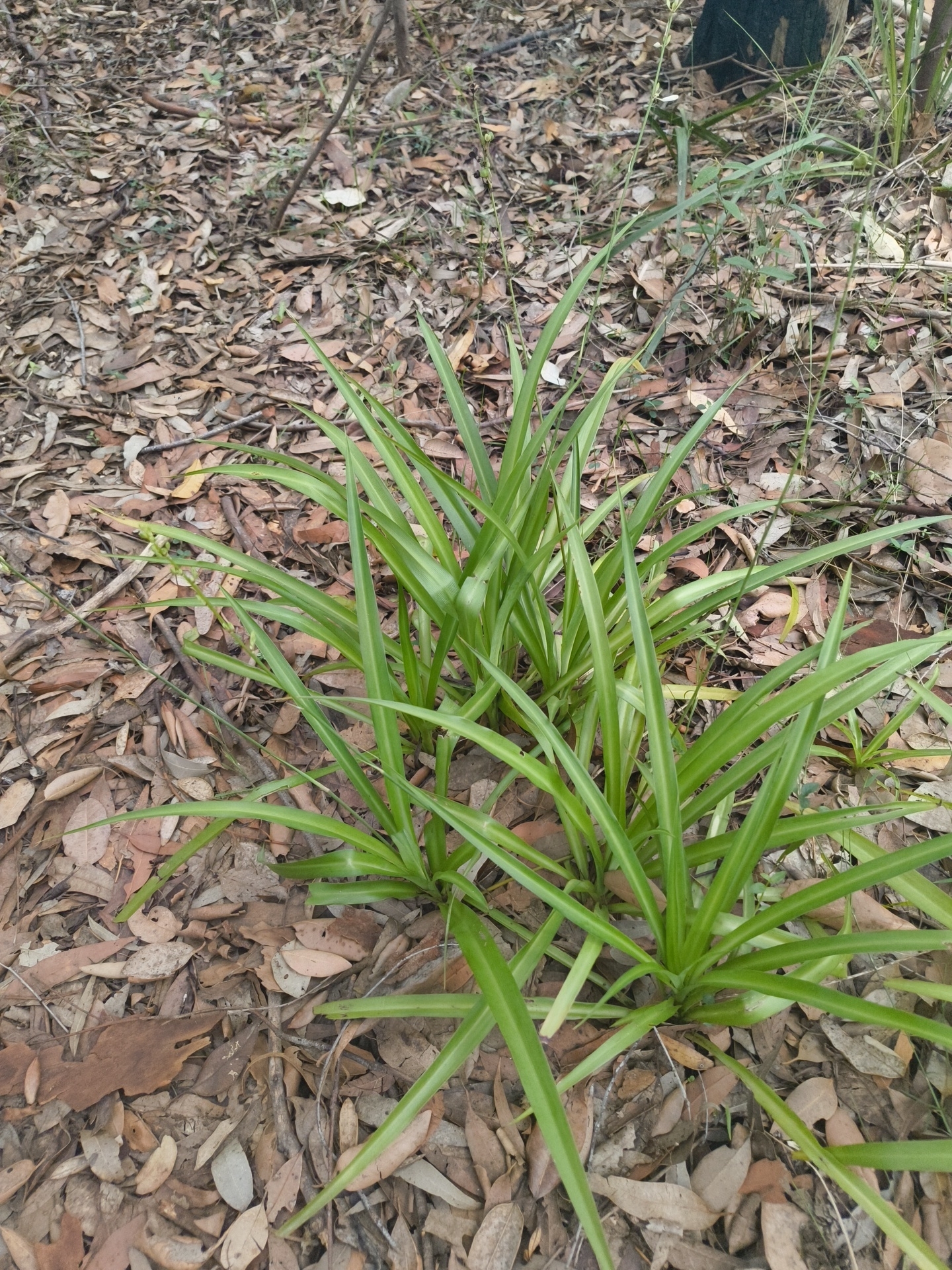 Spider Plant (Chlorophytum comosum)
