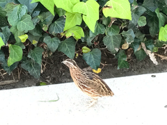 Coturnix japonica