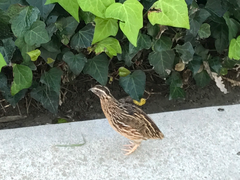 Coturnix japonica