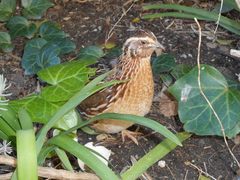 Coturnix japonica
