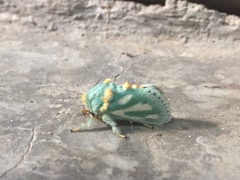 Coenobasis amoena