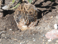Coturnix japonica