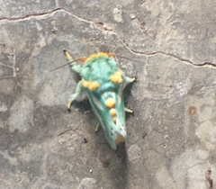 Coenobasis amoena